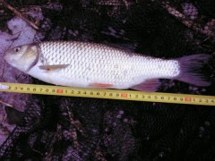 Tlou�� 35 cm