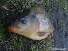Kliknutím fotografii zvětšíte První kapr na FEEDER