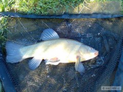 l�nek 48cm