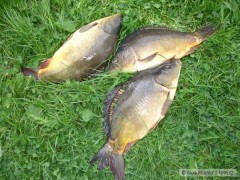 Kliknutím fotografii zvětšíte Tři kapříci na feeder