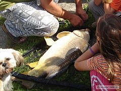 Kliknutím fotografii zvětšíte kapr 82cm, 11 kg