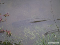 Kliknutím fotografii zvětšíte