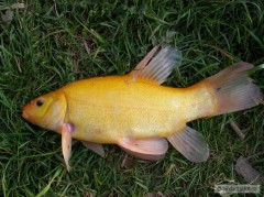 Zlat rybka - Ln