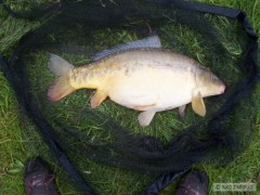 Kliknutím fotografii zvětšíte Berounka 72cm a 9kg