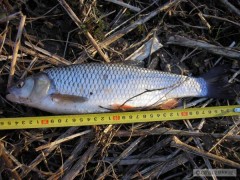 Tlou�t�k 36 24.2.08