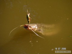 Kliknutím fotografii zvětšíte sumeček 55 na salmo pike 12cm - Morava
