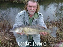 Kliknutím fotografii zvětšíte Candát