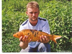 Koi Z Vltavy - 60cm