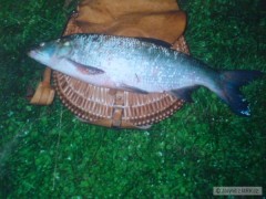 Kliknutím fotografii zvětšíte Bolen 75cm na mouchu