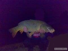 Kliknutím fotografii zvětšíte kapr 19kg vltava8