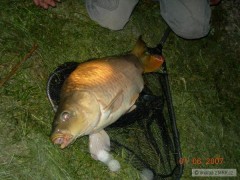 Kliknutím fotografii zvětšíte kapr 20kg. vlatava 8