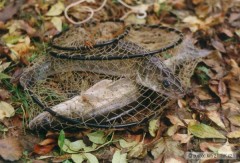 Kliknutím fotografii zvětšíte ZÁTIŠÍ S CANDÁTY