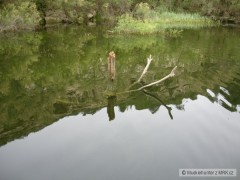 Kliknutím fotografii zvětšíte Ebro - chytaní candátů u zatopených oliv