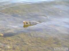 Kliknutím fotografii zvětšíte perlín