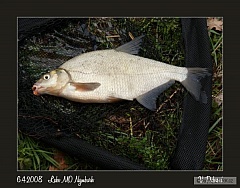 Kliknutím fotografii zvětšíte Labe MO Nymburk 6.4.2008