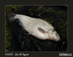 Kliknutím fotografii zvětšíte Labe MO Nymburk 6.4.2008