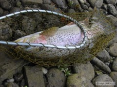 Pstruh d�hov� 49 cm