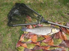 Tlou�� 50cm