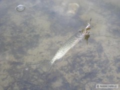 Kliknutím fotografii zvětšíte mladá zubaňa