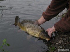 Kliknutím fotografii zvětšíte Cernousek