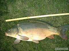 Kliknutím fotografii zvětšíte Kapr 62cm zrůbek