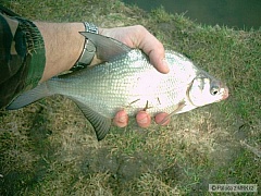 Kliknutím fotografii zvětšíte První ryba 2006
