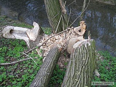 Kliknutím fotografii zvětšíte pstruhovka č.1