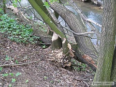 Kliknutím fotografii zvětšíte pstruhovka č.1