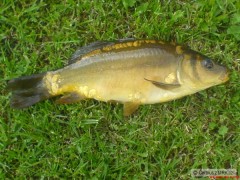 kap���ek 36cm