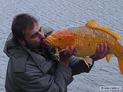 Kliknutím fotografii zvětšíte Kapr koi 82cm