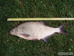 Cejn 47cm - 1,1kg