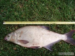Cejn 47cm - 1,1kg