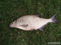 Cejn 47cm - 1,1kg