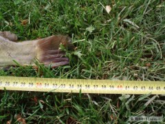 Sume�ek 34cm - 0,58kg