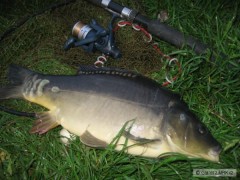 Kliknutím fotografii zvětšíte kapřík 50cm