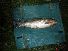 Kliknutím fotografii zvětšíte amur 65 cm 4 kg