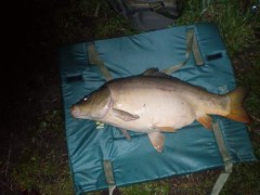 Kliknutím fotografii zvětšíte kapr lysec 75 cm 9 kg