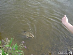 Kliknutím fotografii zvětšíte Hezká z vody
