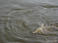 Kliknutím fotografii zvětšíte Na vodě