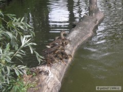 Kliknutím fotografii zvětšíte kakačkač