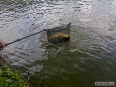 Kliknutím fotografii zvětšíte Podběrák je někdy malý