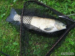 Amur 60 cm
