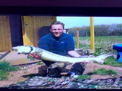 Kliknutím fotografii zvětšíte první jeseter hvězdnatý.135cm11kg