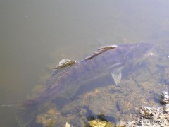 Kliknutím fotografii zvětšíte Candát