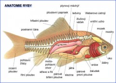 Kliknutím fotografii zvětšíte Anatomie ryby