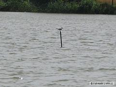 Kliknutím fotografii zvětšíte oddych na vode