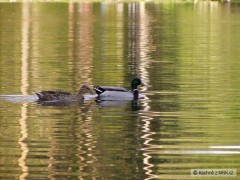 Kliknutím fotografii zvětšíte Mariánské údolí - na vodě - květen 2008