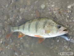 Kliknutím fotografii zvětšíte ca 38-40 cm ostriez