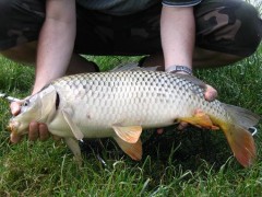 Kliknutím fotografii zvětšíte Kapr 63cm