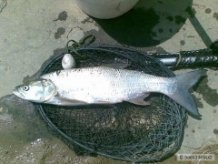 Bole� 53cm z Doma�e 